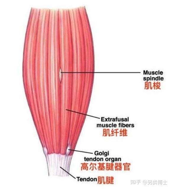 为什么我在运动后会感觉到肌肉酸痛？还是肌肉拉伤了？